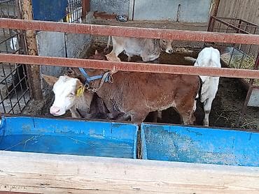шотландская кошка цена бишкек: Продаю | Бык (самец), Музоо, торпок | Ангус, Алатауская, Швицкая | На откорм, На забой, Для разведения | Племенные, Искусственник — 9