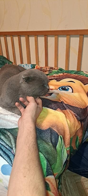 Скотиш Фолд (Шотландская вислоухая), 3 года, Мальчик, Серый — 1