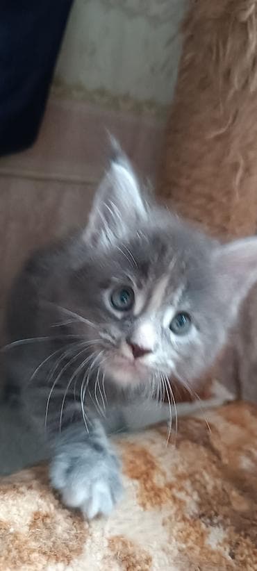 кошк: Мейн-Куны!!!🥰🥰🥰 Продаются Чистокровные,Шикарные котята! Отличная — 6