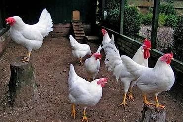 Другие животные: 🐣 Инкубационные яйца породы Леггорн (Лигорм) Продаются инкубационные — 6