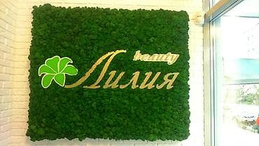 офисные растения: Стабилизированный мох бишкек мох сфагнум бишкек стабилизированный — 3