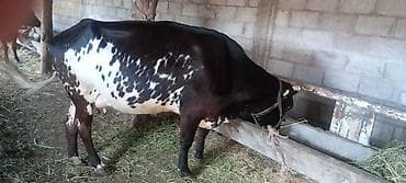 силос жалал абад: Продаю | Корова (самка) | Полукровка | Стельные — 6