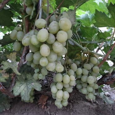 сетка для кладки: Саженцы винограда — 2