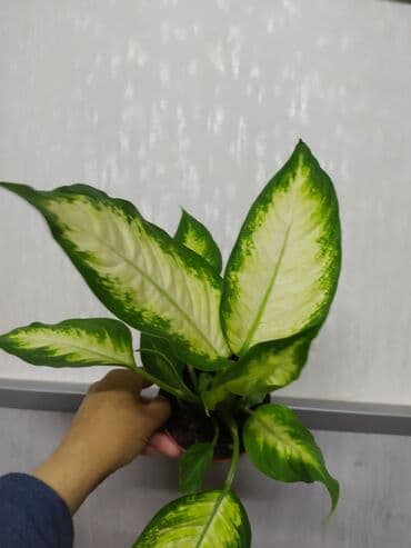 растения аквариумные купить: Строманта, диффенбахия, аглаонема, филодендроны, и т.д — 5