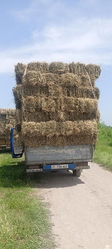зерно кукурузы: Клевер 3 Кос поливной, с поля 250сом - Прессованные тюки — 1