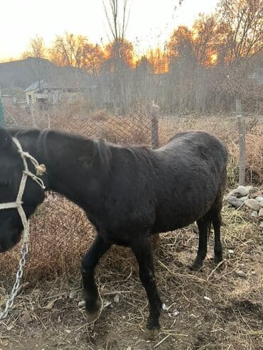 в связи с переездом отдам попугая жако в добрые руки: Продаю | Кобыла (самка) | Полукровка | Рабочий — 4