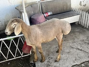 индюк живой: Продаю | Овца (самка) | Для разведения | Матка — 1