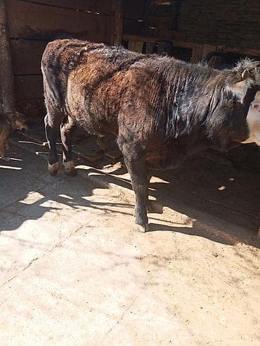 рыбы купить: Продаю | Бык (самец) | На откорм — 4