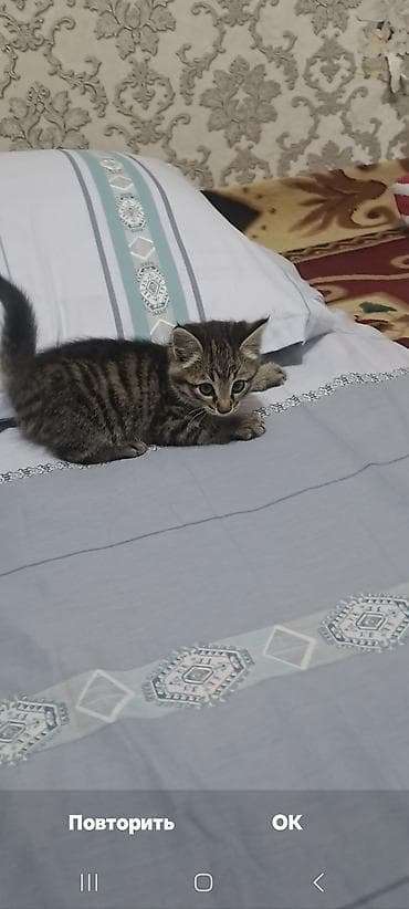 голая кошка сфинкс цена: Полосатый котёнок (классический табби) - Возраст: примерно 1,5–2 — 7