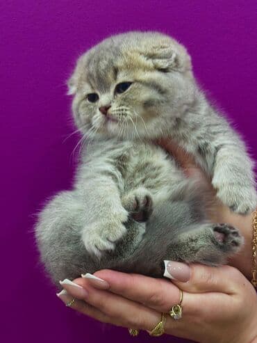 где можно купить кошку в бишкеке: Продаются котята шотландской породы Только в нашем питомнике Все — 1