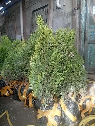 Туя западная (вероятно сорт Смарагд) с комом земли - Вечнозелёные