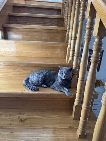 Башка жаныбарлар: Шотландский кот (скотид страйт) Продаю своего котенка по кличке — 2