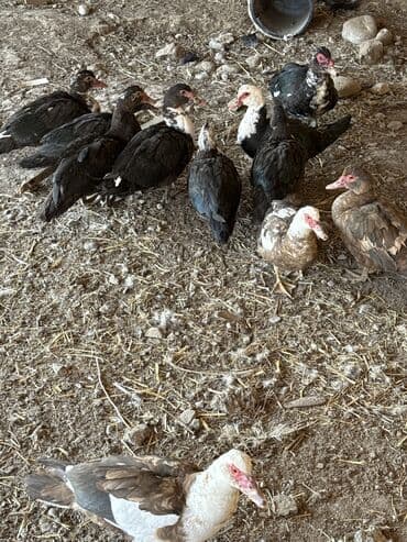 наполнители для кошек: Каракол оптом 600 33-шт — 3