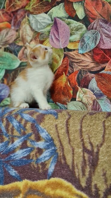 новорожденные котята: Трое маленьких активных пушистика ищут своего доброго заботливого — 6