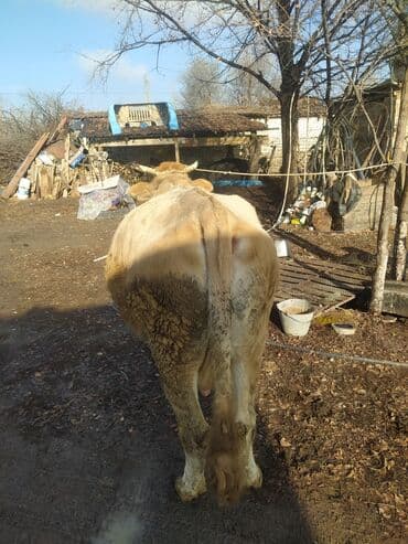 срочно продаю в связи с переездом: Продаю | Корова (самка) — 1