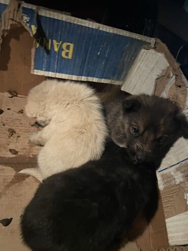 Ит кууту: Щенки — 2