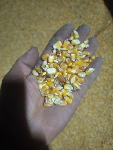 Собаки: Кукуруза зерно (желтая, кормовая/крупяная фракция) Описание: - — 2