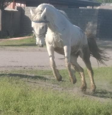 кобылы: Продаю | Кобыла (самка) | Рабочий — 1