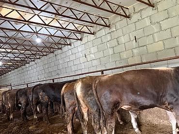 дойыный карова: Продаю | Бык (самец) | Полукровка | На откорм — 5
