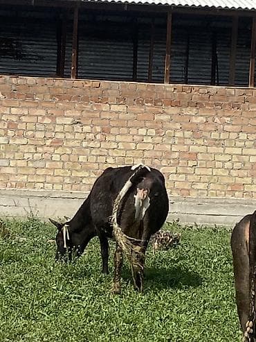 меренос бараны: Продаю | Корова (самка) | Полукровка | Для разведения | Стельные — 5