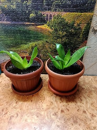 Суккулент в горшке — сансевиерия (Sansevieria), компактная розетка