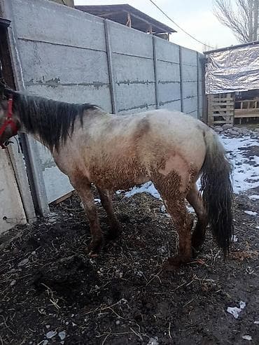 продаю дакан: Продаю | Кобыла (самка) | На забой | Мерин — 4
