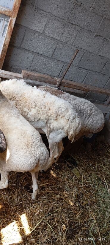 кролик декоративные: Сатам | Ургаачы кой (ургаачы), Козу, Кочкор (эркек) | Союуга, Көбөйтүү үчүн, Жүн үчүн — 7