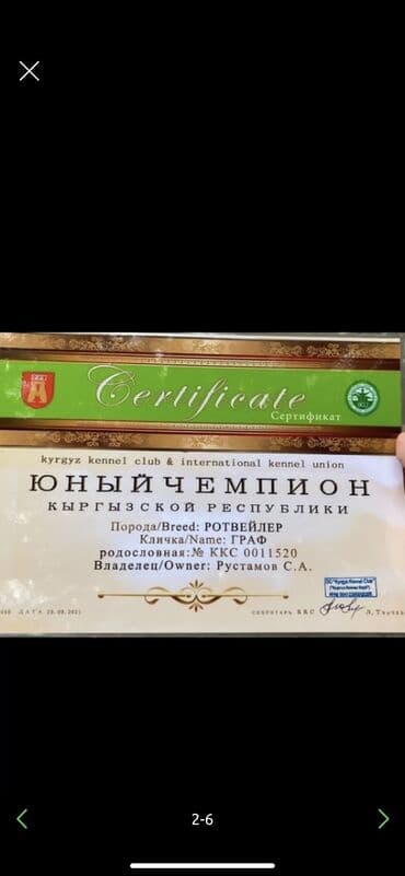 ротвелер: Ротвейлер, 3 жаш, Эркек, Эмделген — 3