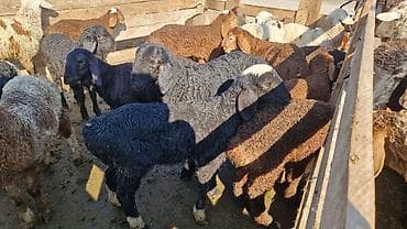 сөөл жан: Сатам | Козу | Союуга | Токту — 3