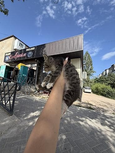 котята простые: Кошка даром: Беспородная, 2 месяца, Девочка — 3