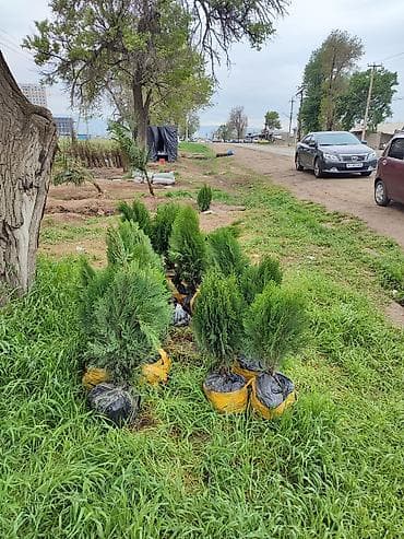 Ассалому алейкум!🔥🔥🔥🔥🔥🔥 срочно срочно срочно оптом сатылат 2000 сомдон — 2