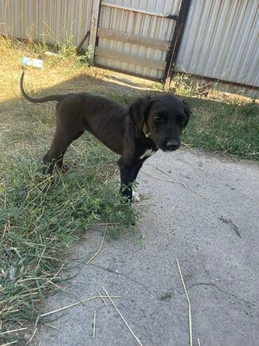 Тайган чиста кровный