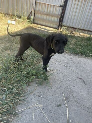 овчарка мал айдаган: Тайган чиста кровный — 1