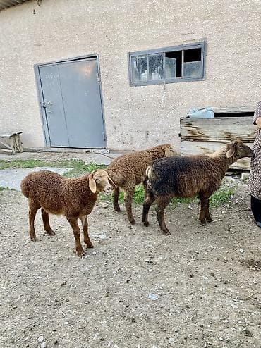 сколько стоит сиамские кошки: Продаю | Баран (самец) | Романовская | Для разведения | Осеменитель — 3