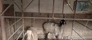 город ош кошка: Продаю | Овца (самка) | Полукровка | Для разведения — 2