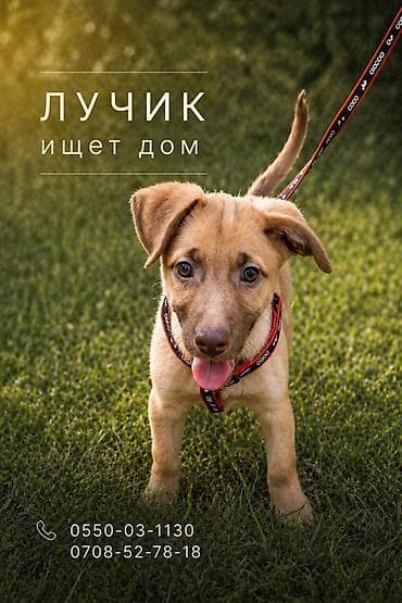 Собака даром: Дворняжка, 3 месяца, Самец, С прививкой