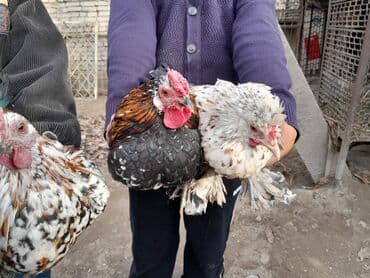 шпиц цена: Карликовые курочки с петушками. одна пара 1500 сом . лохманогие. есть — 8