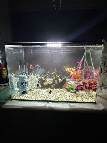 Услуги ветеринара: Продаю красивый аквариум с рыбками, всего лишь за 8000 тыс. Пишите на — 2