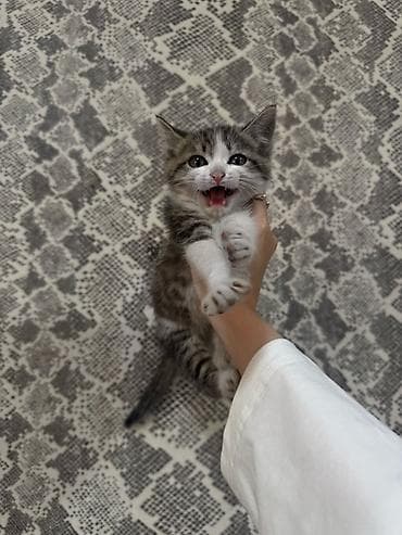 котята даром бишкек: Кошка даром: Беспородная, 3 месяца, Девочка, Приучена к лотку, Проглистована — 2