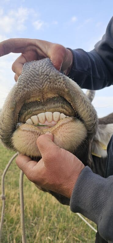 сколько стоит собака породы корги: Продаю | Корова (самка), Бык (самец), Тёлка | Полукровка, Алатауская | Для разведения, Для молока | Стельные — 3