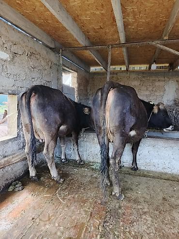 коровы сементал: Продаю | Корова (самка) | Полукровка | Для молока | Привязанные — 10