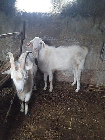 козу эти: Продаю | Коза (самка) | Зааненская | Для разведения — 1
