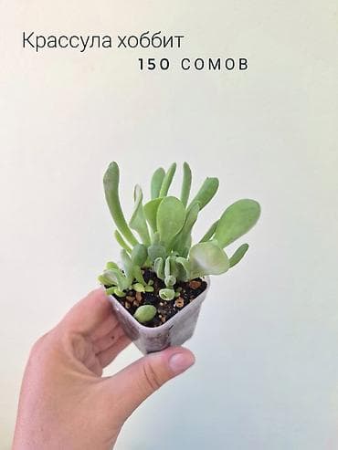 осень весна: 🌿 Комнатные цветы (укоренённые черенки/молодые растения). 🌸 Названия — 9