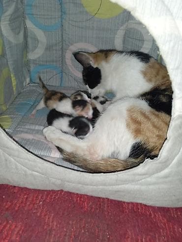 Мышыктар: Котята от трехцветной кошки - Помет новорождённых котят от ласковой — 1