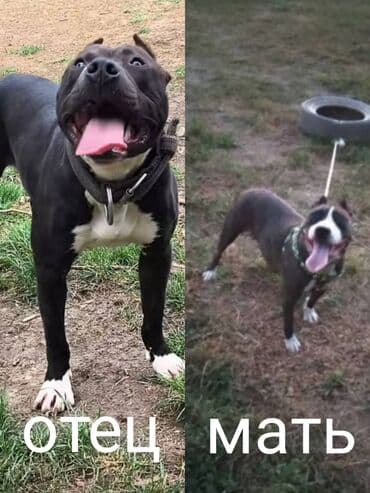 щенки питбуль: Питбуль, 1 месяц, Самец — 6