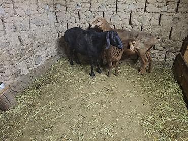 сколько стоит декоративные кролики: Продаю | Овца (самка) — 2