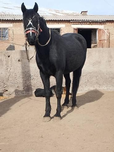 чистокровный лошадь: Продаю | Жеребец | Для разведения | Осеменитель — 9