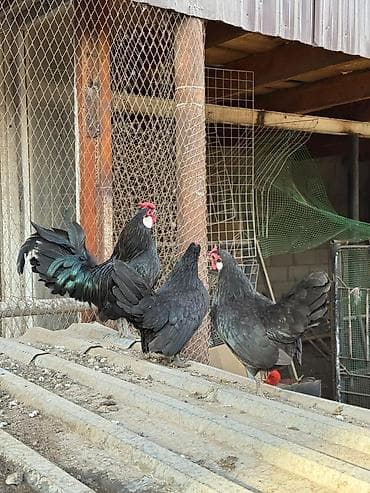 шотландская вислоухая кошка черная: Продаю | Куры, Петух — 2