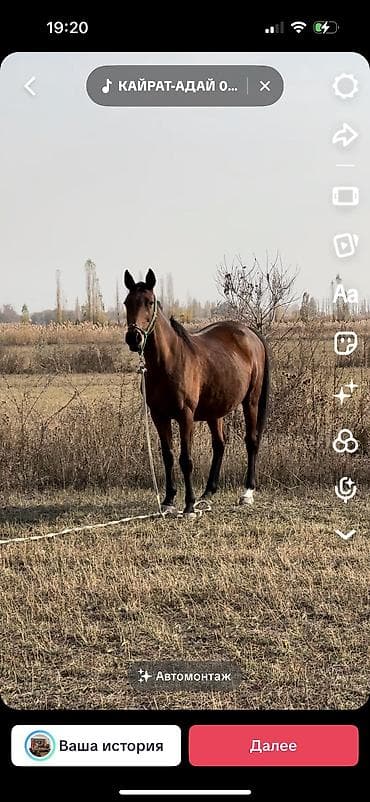 продам сельхоз животных: Продаю | Кобыла (самка) | Для разведения — 9