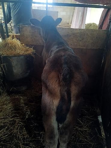 уй сатылат бишкек 2022: Сатам | Бука (эркек) | Ангус | Көбөйтүү үчүн | Жасалма уруктандырылган — 1